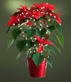 18-Inch Multi-Strand: 50 Lights: LED